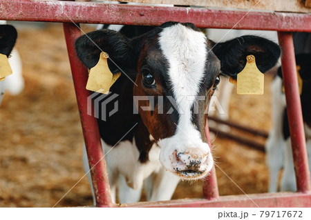 Young bull calf in a stall on a farm 79717672