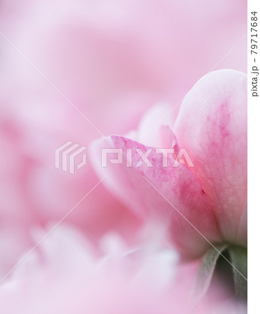 Soft focus, abstract floral background, pink rose flower. Macro flowers backdrop for holiday brand design 79717684