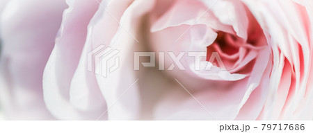 Soft focus, abstract floral background, pink rose flower. Macro flowers backdrop for holiday design 79717686