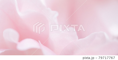 Soft focus, abstract floral background, pink rose flower petals. Macro flowers backdrop for holiday brand design Soft focus, abstract floral background, pink rose flower petals. Macro flowers backdrop for holiday brand design 79717767