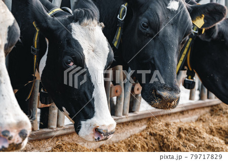 Head of a cow standing in a stall Head of a cow standing in a stall 79717829
