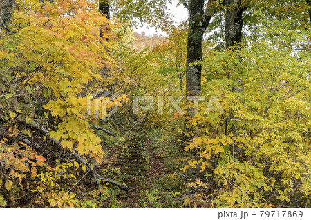 白山の紅葉 ブナ林 白山の紅葉 ブナ林 79717869