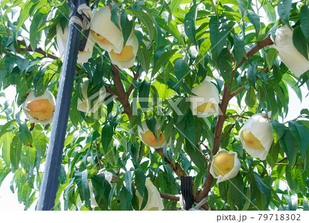 あらかわの桃　和歌山県紀の川市荒川 79718302