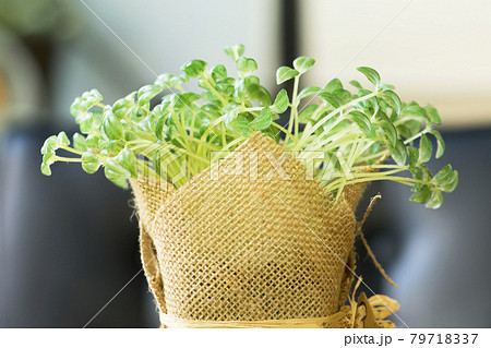 Fresh young seedlings in sack pot. 79718337