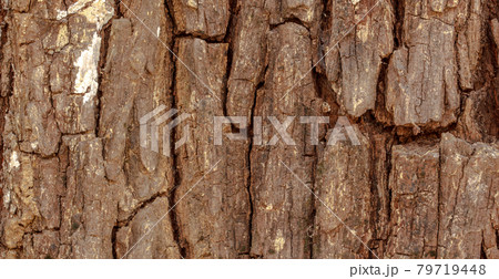 Bark texture background pattern crack old brown Bark texture background pattern crack old brown 79719448