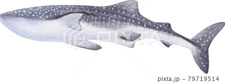 Whale shark day illustration watercolor 79719514