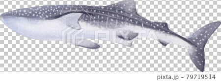 Whale shark day illustration watercolor 79719514