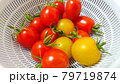 家庭菜園で収穫した色とりどりのミニトマト 79719874