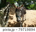 夏の日差しが眩しく、目をつむるロバ 79719894