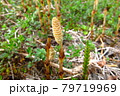 背比べをする春のつくし 79719969