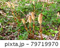 背比べをする春のつくし 79719970