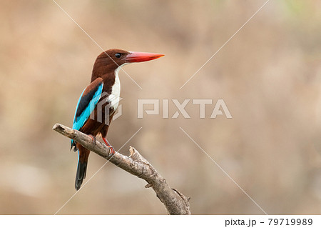 White-throated Kingfisher perching on a perch looking into a distance White-throated Kingfisher perching on a perch looking into a distance 79719989