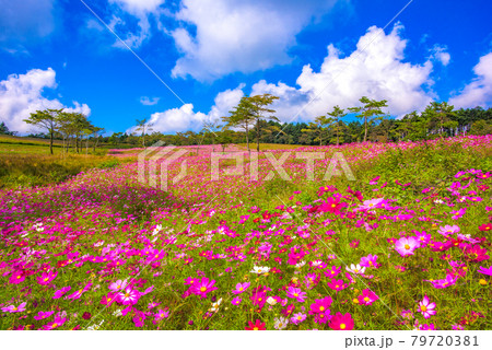 内山牧場のコスモス 79720381
