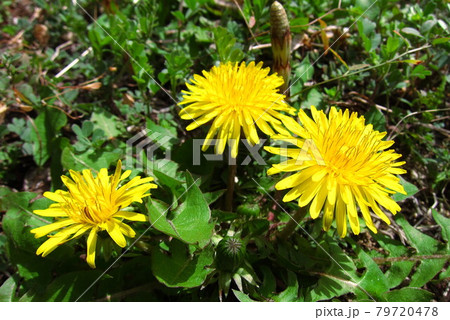 春の可愛いたんぽぽの写真素材