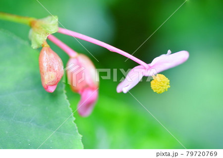 シュウカイドウ 79720769