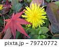 秋に咲いたたんぽぽ 79720772