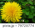 秋に咲いたたんぽぽ 79720774