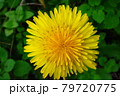 秋に咲いたたんぽぽ 79720775