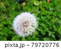 たんぽぽのわたげ 79720776