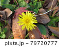 秋に咲いたたんぽぽ 79720777