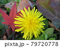 秋に咲いたたんぽぽ 79720778