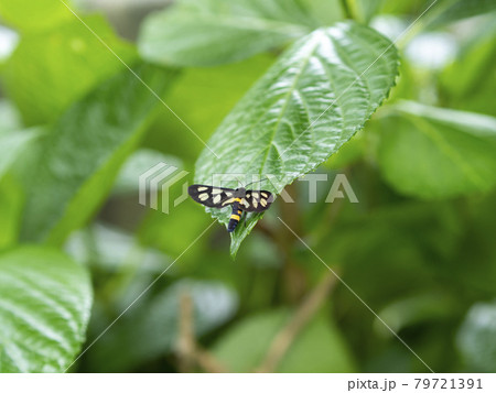 紫陽花の葉に止まるカノコガ 79721391