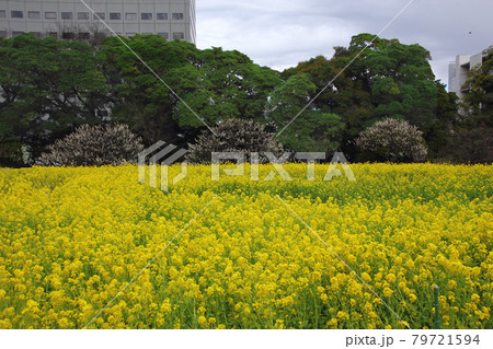 菜の花は春の早い時期に咲き誇り畑は一面は黄色に染まる。浜離宮の春の顔は梅も一緒に 菜の花は春の早い時期に咲き誇り畑は一面は黄色に染まる。浜離宮の春の顔は梅も一緒に 79721594