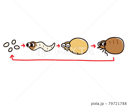 ノミの成長サイクルのイラスト素材 ノミの成長サイクルのイラスト素材
