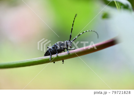 害虫としてのゴマダラカミキリ 79721828