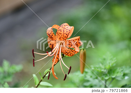 オニユリ(鬼百合) オニユリ(鬼百合) 79721866