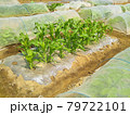 家庭菜園～トウモコロシの苗 79722101