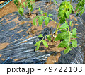 家庭菜園～畑に定植したばかりのトマトの苗（ヨコ） 79722103