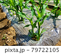 家庭菜園～種をまいて5週間後のトウモロコシの苗（ヨコ） 79722105