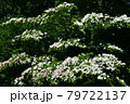 豊平公園のヤマボウシ 79722137