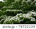豊平公園のヤマボウシ 79722139