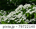 豊平公園のヤマボウシ 79722140