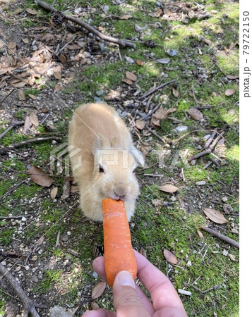 大久野島のウサギ 大久野島のウサギ 79722150