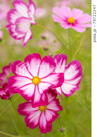 満開に咲いている秋桜の花 79722247