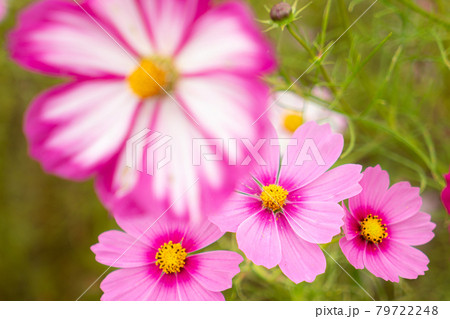 満開に咲いている秋桜の花 79722248