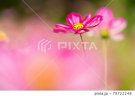 満開に咲いている秋桜の花 満開に咲いている秋桜の花 79722249