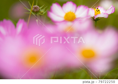 満開に咲いている秋桜の花 79722250