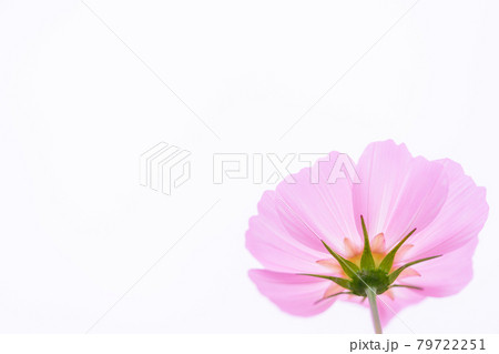 白い空と一輪の秋桜 79722251