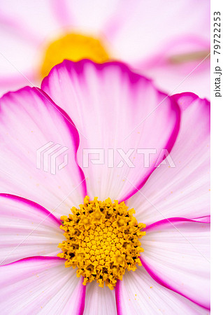 秋桜の花心をマクロ撮影 秋桜の花心をマクロ撮影 79722253