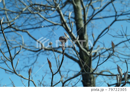 青空と庭のハナミズキ 79722305
