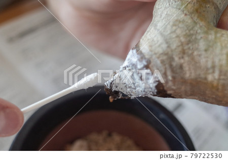 パキポディウム・イノピナツムの根を殺菌する 79722530