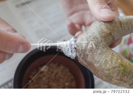 パキポディウム・イノピナツムの根を殺菌する 79722532