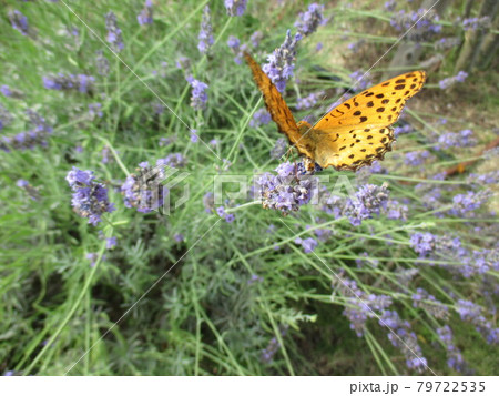 ラベンダーとツマグロヒョウモンチョウ 79722535