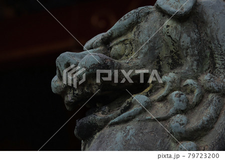 東京浅草・浅草寺境内浅草神社の狛犬獅子・阿形 79723200