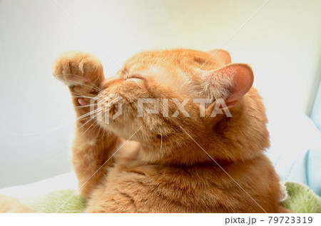 招き猫のポーズ 招き猫のポーズ 79723319