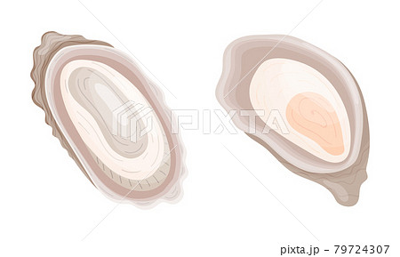 Oyster as Salt-water Bivalve Molluscs and Marine Delicacy Vector Set Oyster as Salt-water Bivalve Molluscs and Marine Delicacy Vector Set 79724307